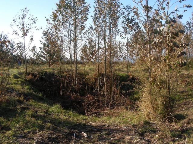grande buraco de violacion. campo da arca. monte de a lagoa
